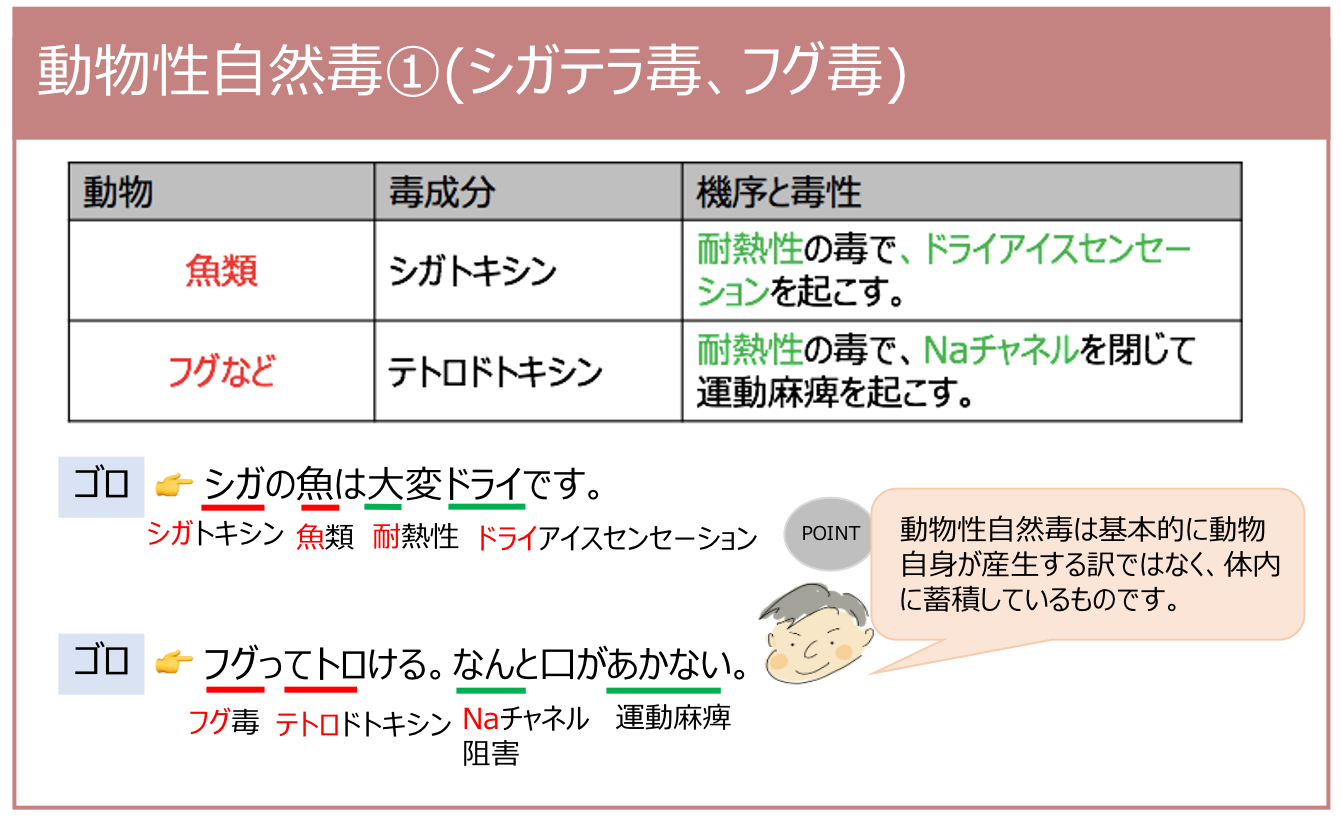 動物性自然毒①(シガテラ毒、フグ毒) | 薬剤師国家試験対策学習塾 | YAKU/BASE